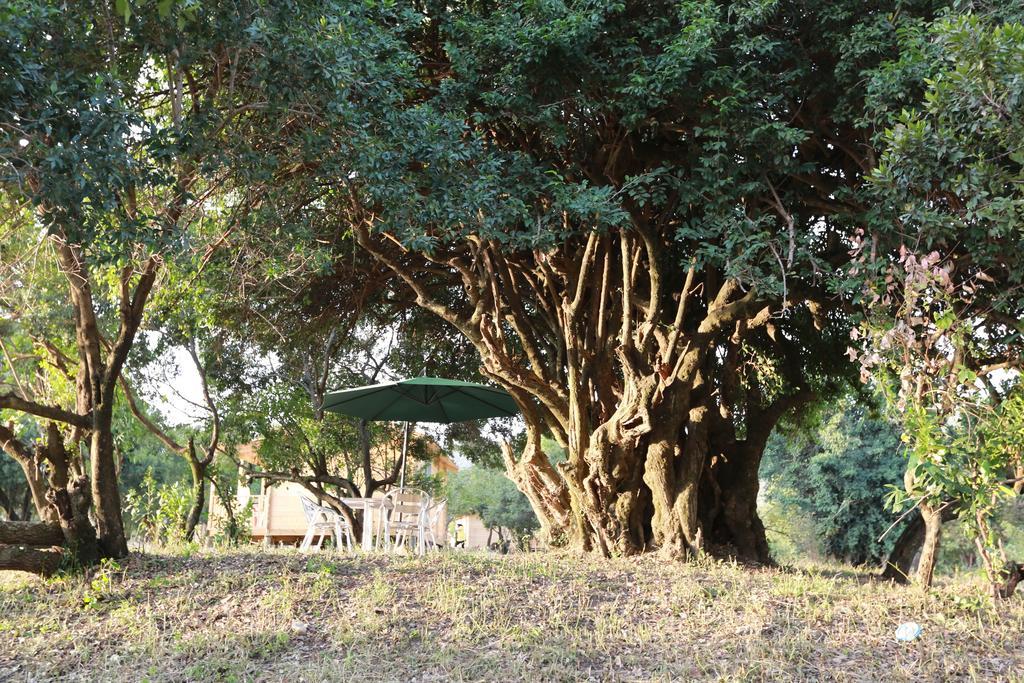 Jambo Mara Safari Lodge Ololaimutiek Ngoại thất bức ảnh